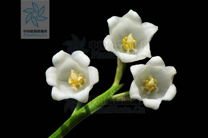 白花铃兰 白花铃兰