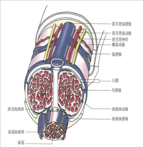 无精子症 无精子症