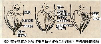 被子植物双受精图示 被子植物双受精图示