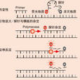 Realtime PCR Realtime PCR