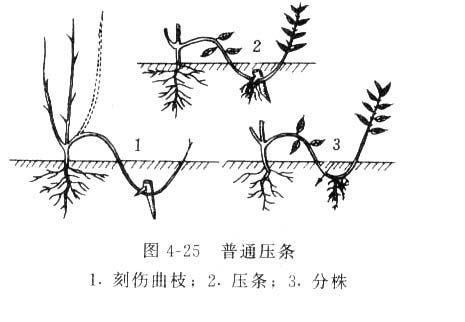 压条繁殖 压条繁殖