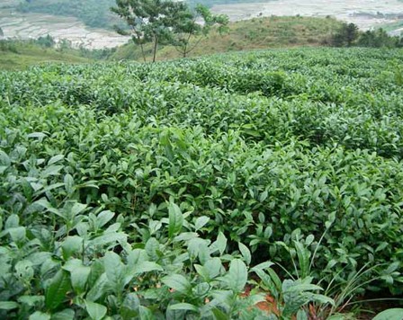 金龙茶 金龙茶