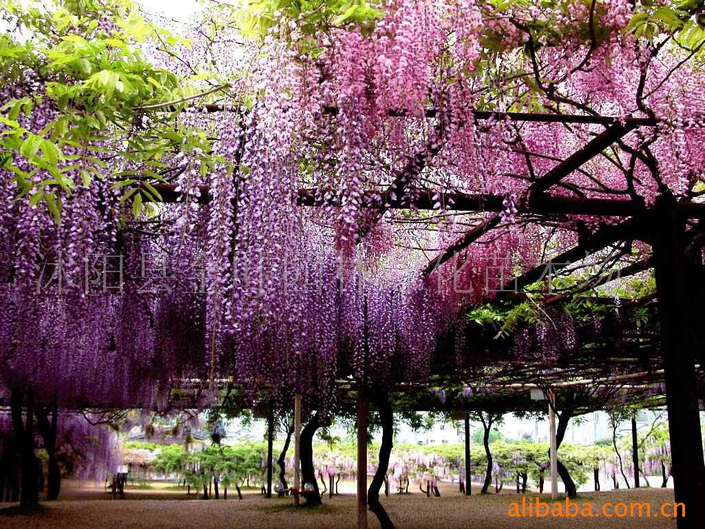 紫藤属 紫藤属
