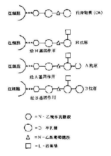 ABO血型系统 ABO血型系统