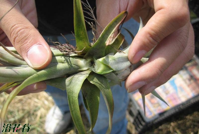 分株繁殖 分株繁殖