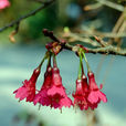 钟花樱桃(福建山樱花) 钟花樱桃(福建山樱花)