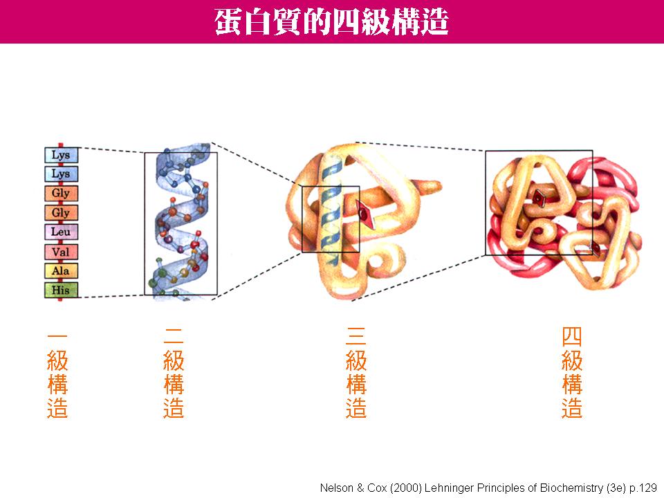 蛋白质变性 蛋白质变性