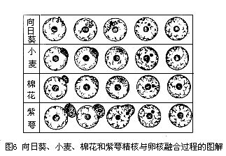 向日葵等精核与卵核融合过程图解 向日葵等精核与卵核融合过程图解