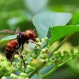 胡蜂(胡蜂科) 胡蜂(胡蜂科)