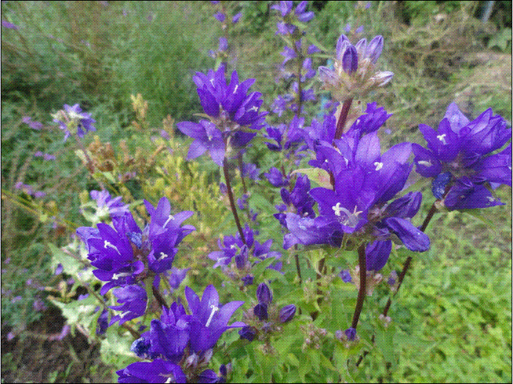 聚花风铃草 聚花风铃草