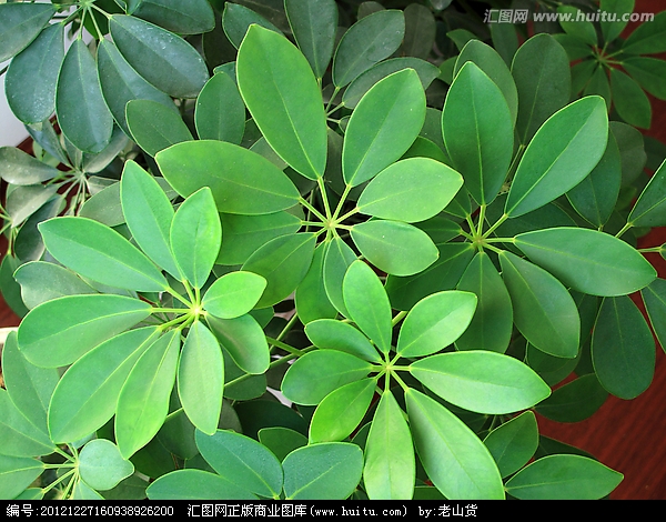 鹅掌柴属 鹅掌柴属