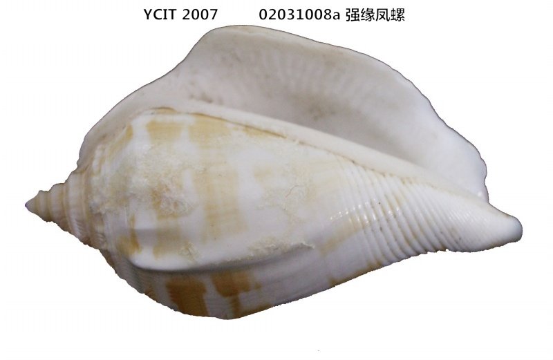 强缘凤螺
