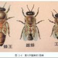蜂毒素 蜂毒素