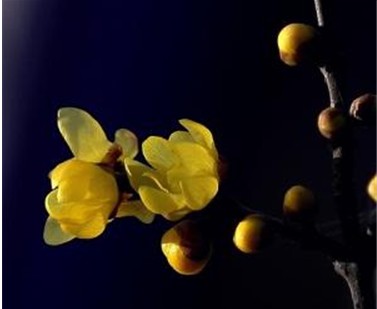 腊梅花 腊梅花