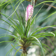 紫花凤梨 紫花凤梨