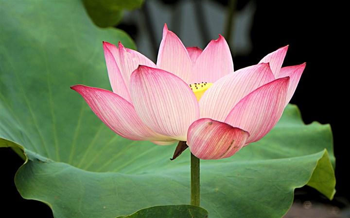 荷花(左河水的诗作) 荷花(左河水的诗作)