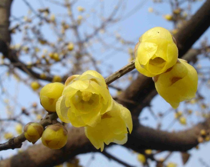 鄢陵蜡梅 鄢陵蜡梅