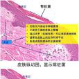 皮肤消毒剂 皮肤消毒剂