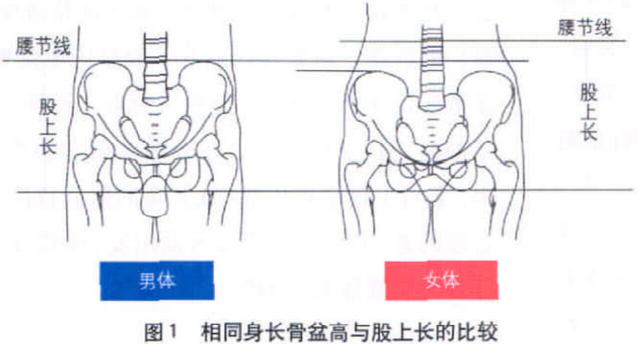 臀(人体部位) 臀(人体部位)