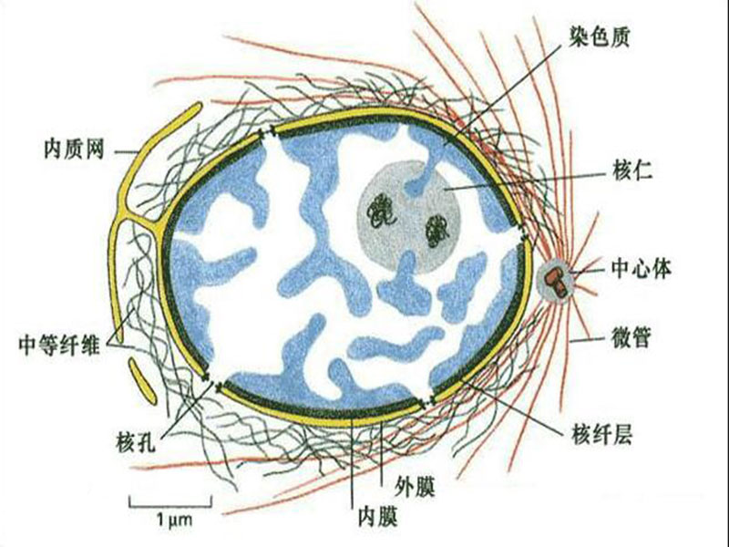 细胞核学 细胞核学