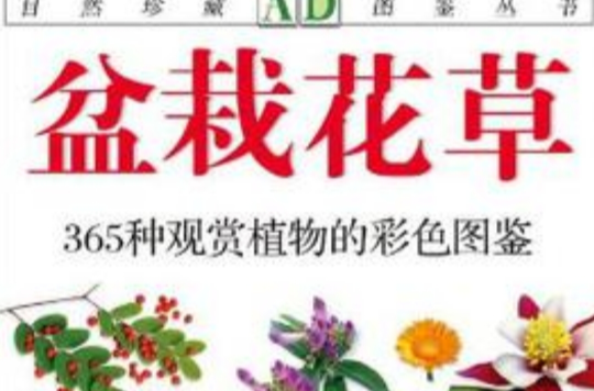 盆栽花草 盆栽花草