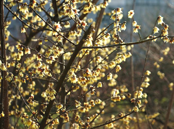 蜡梅花(中药) 蜡梅花(中药)