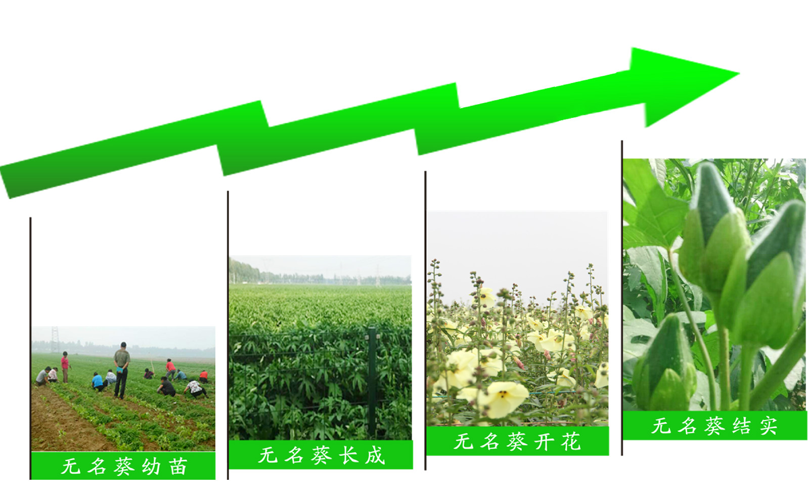 无名葵的生长过程 无名葵的生长过程