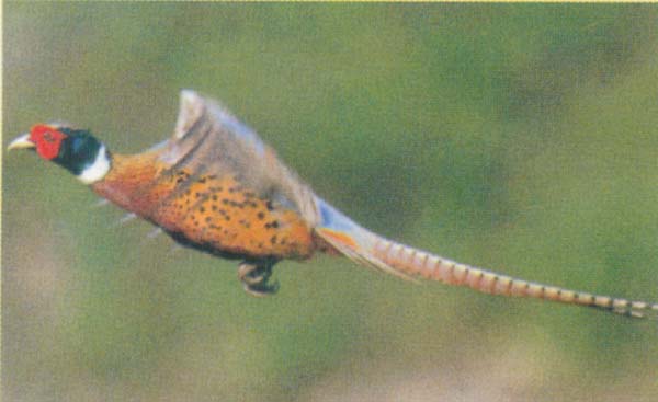 野鸡 野鸡