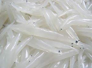 银鱼 银鱼