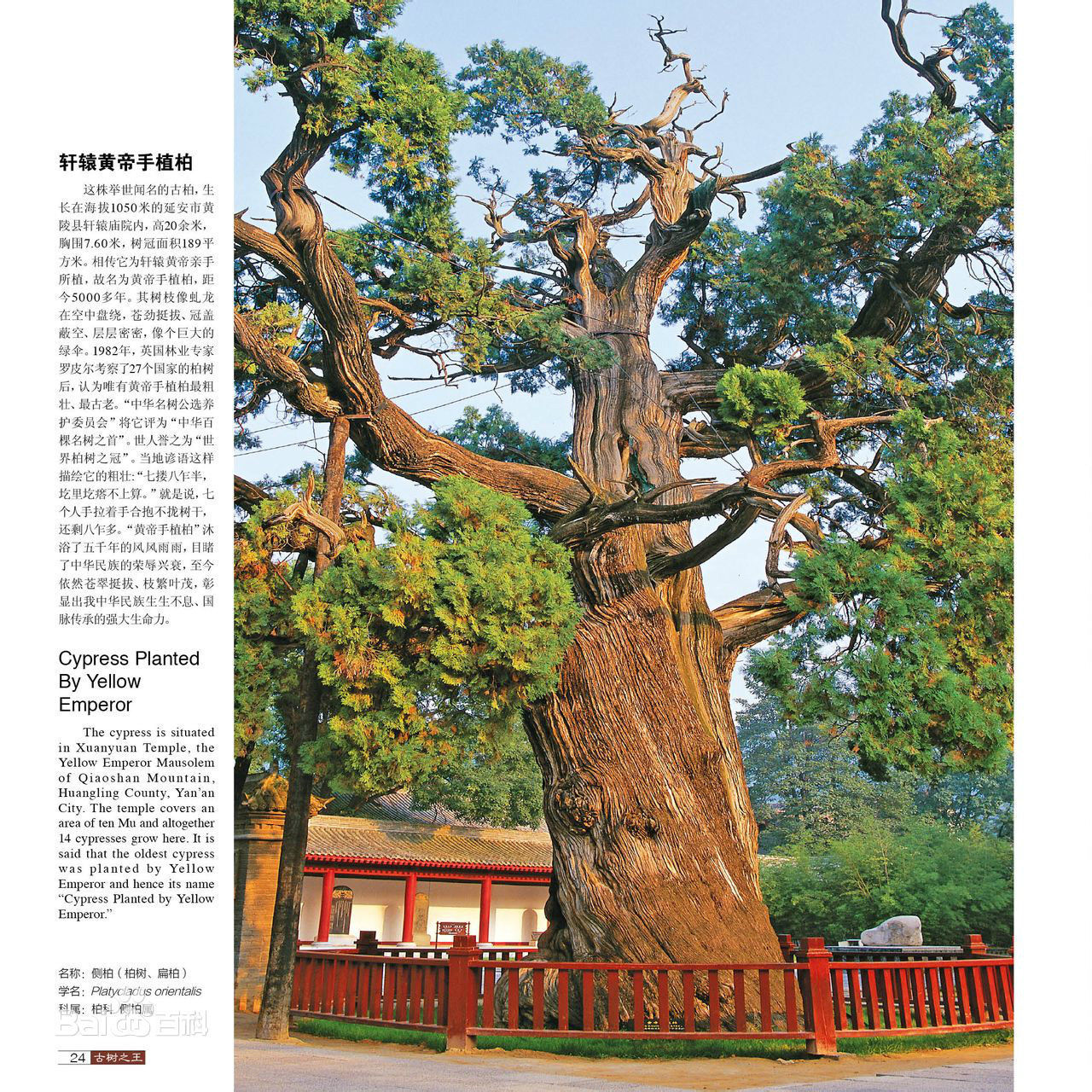 黄帝陵(天下第一陵：桥山黄帝陵)