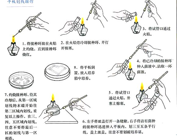 菌种活化 菌种活化