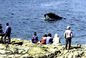 在 Hermanus 观鲸,鲸鱼近在咫尺 在 Hermanus 观鲸,鲸鱼近在咫尺