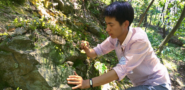 发现霍山野生石斛苗 发现霍山野生石斛苗