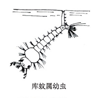 蚊科 蚊科