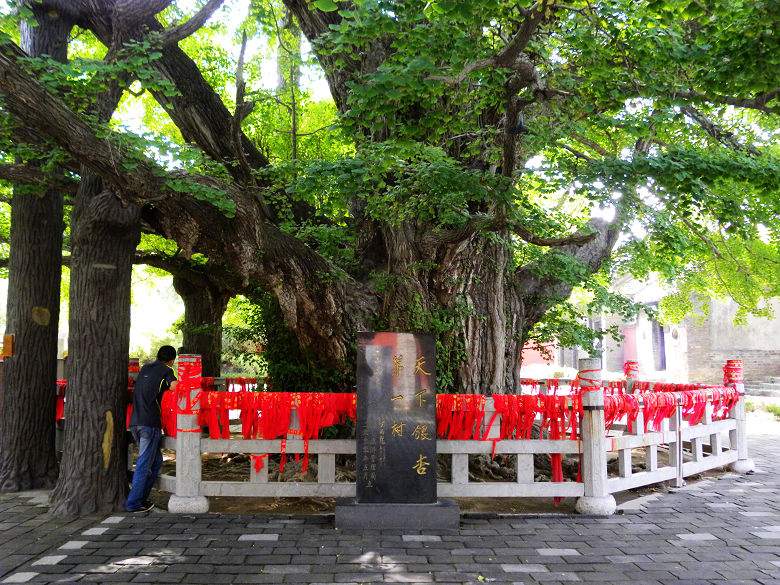 千年银杏树 千年银杏树