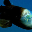 Barreleye