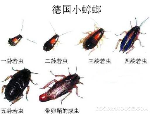 甴曱 甴曱