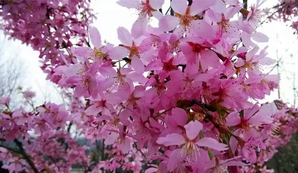 飞寒樱 飞寒樱