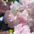兰兰樱 兰兰樱