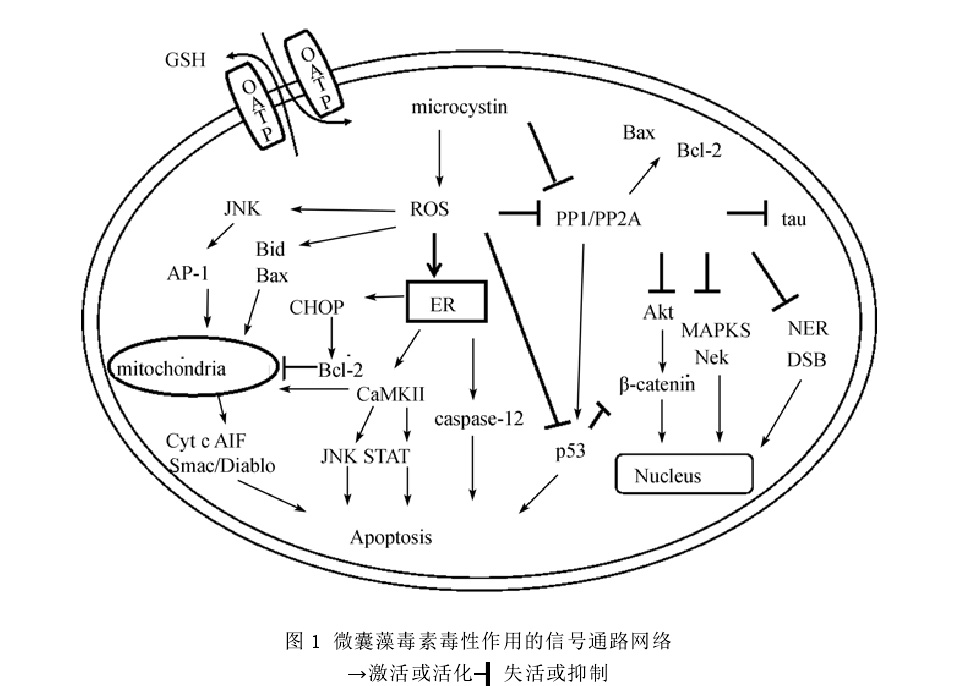 微囊藻素毒性作用通道示意图 微囊藻素毒性作用通道示意图