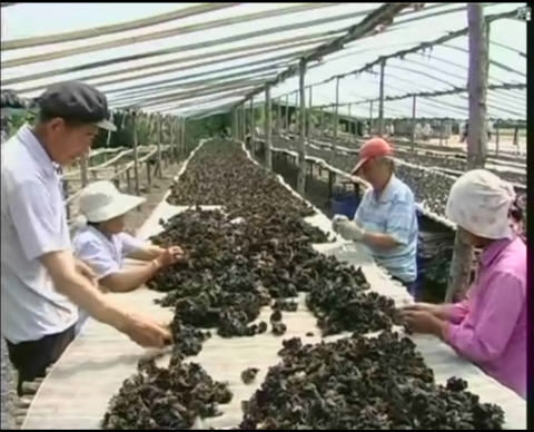 黑菜 黑菜