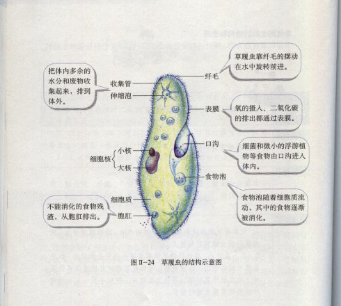 大核 大核
