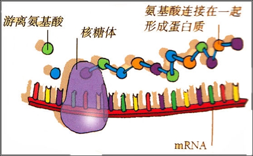 信使RNA 信使RNA