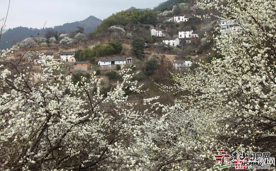 歙县上丰乡千亩绿梅花基地 歙县上丰乡千亩绿梅花基地