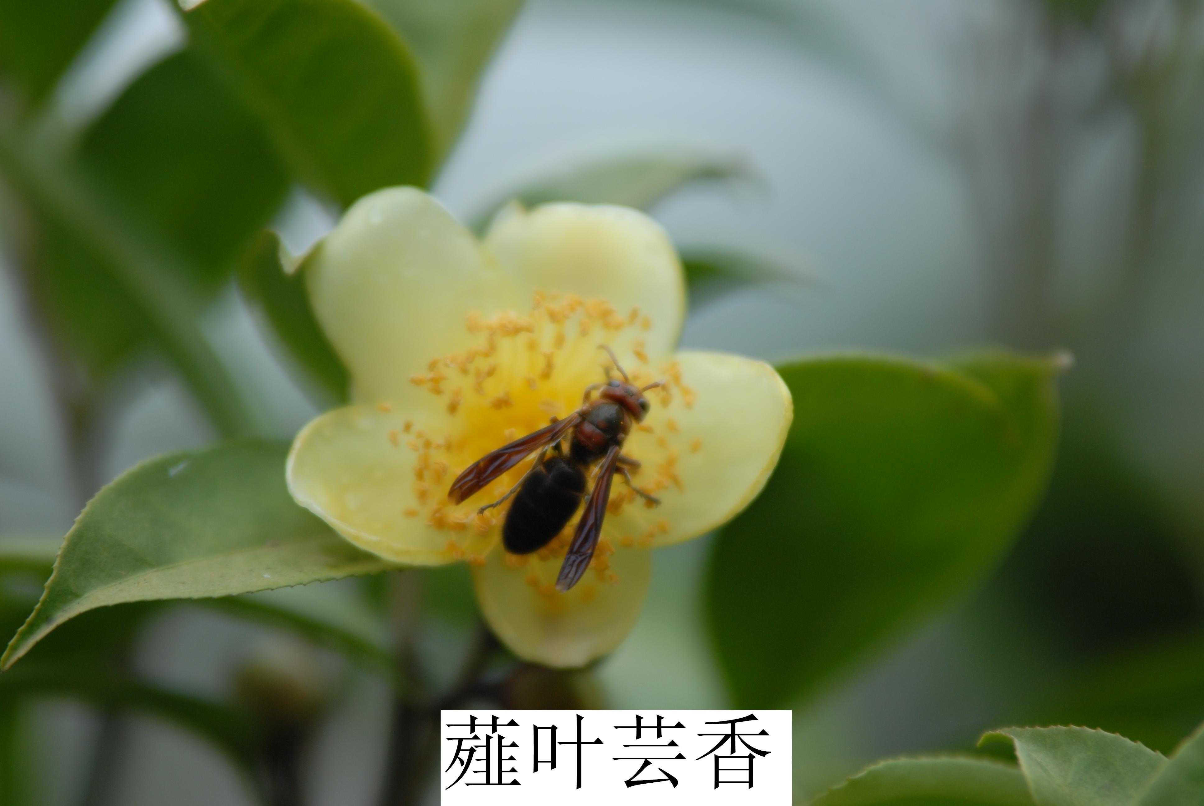 美丽的薤叶芸香,花开金黄,风姿绰约 美丽的薤叶芸香,花开金黄,风姿绰约