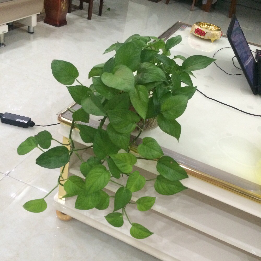 绿罗 绿罗