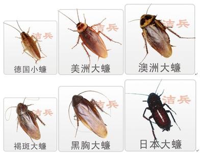 甴曱(蜚蠊目蜚蠊科动物) 甴曱(蜚蠊目蜚蠊科动物)