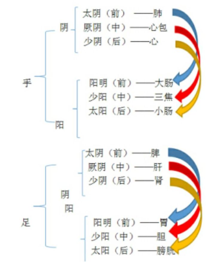 十二经络位置与表里关係 十二经络位置与表里关係