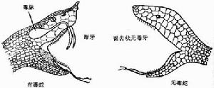 蛇咬伤 蛇咬伤