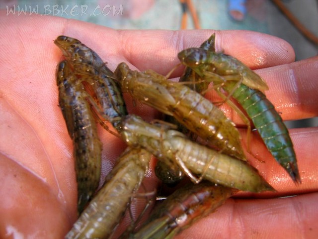 水虿 水虿